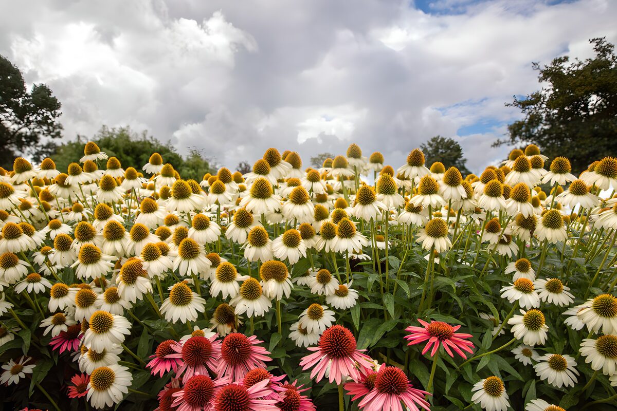 Kleurrijke bloemenweide onder een bewolkte lucht