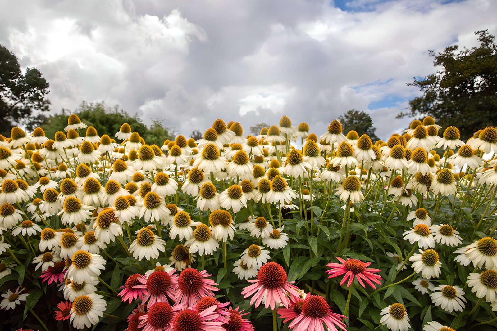 CW7724631: Kleurrijke bloemenweide onder een bewolkte lucht