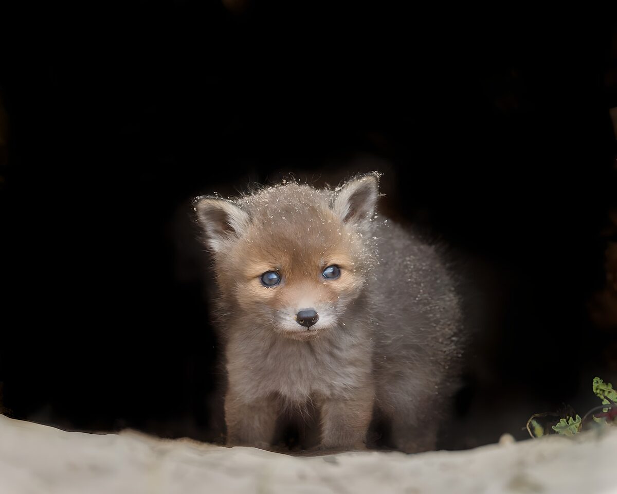 Schattig vosjespup ontdekt de wereld