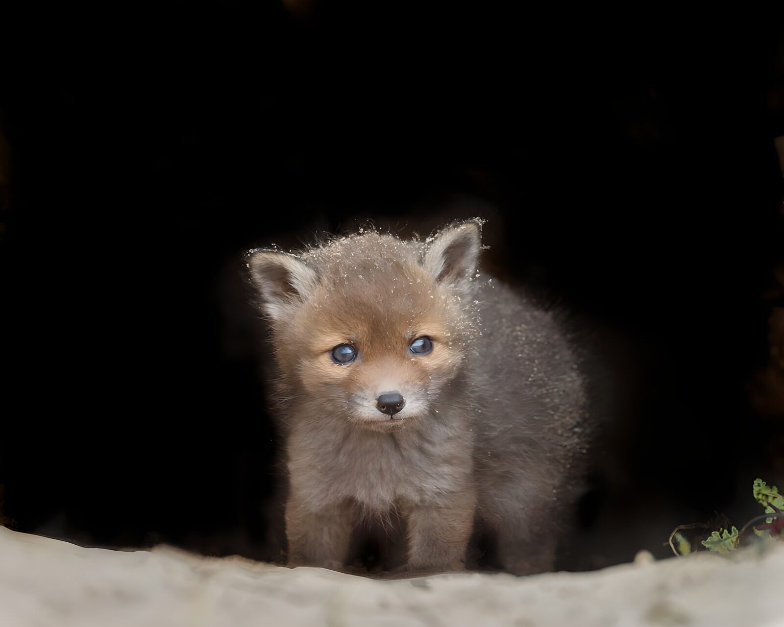 CW6472805: Schattig vosjespup ontdekt de wereld