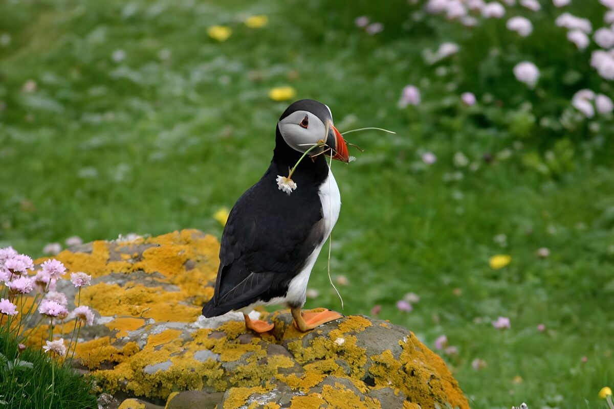 Puffin met takje op een rots