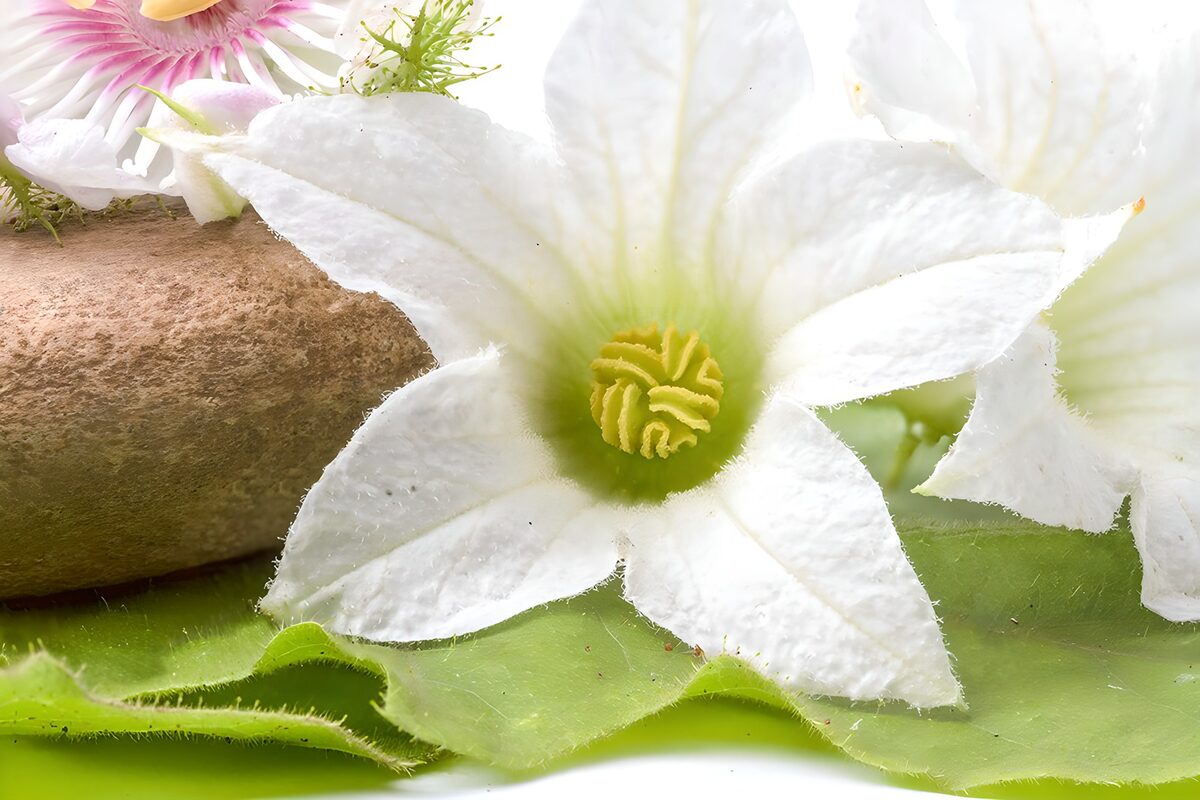 Elegant witte bloembloem met bladeren
