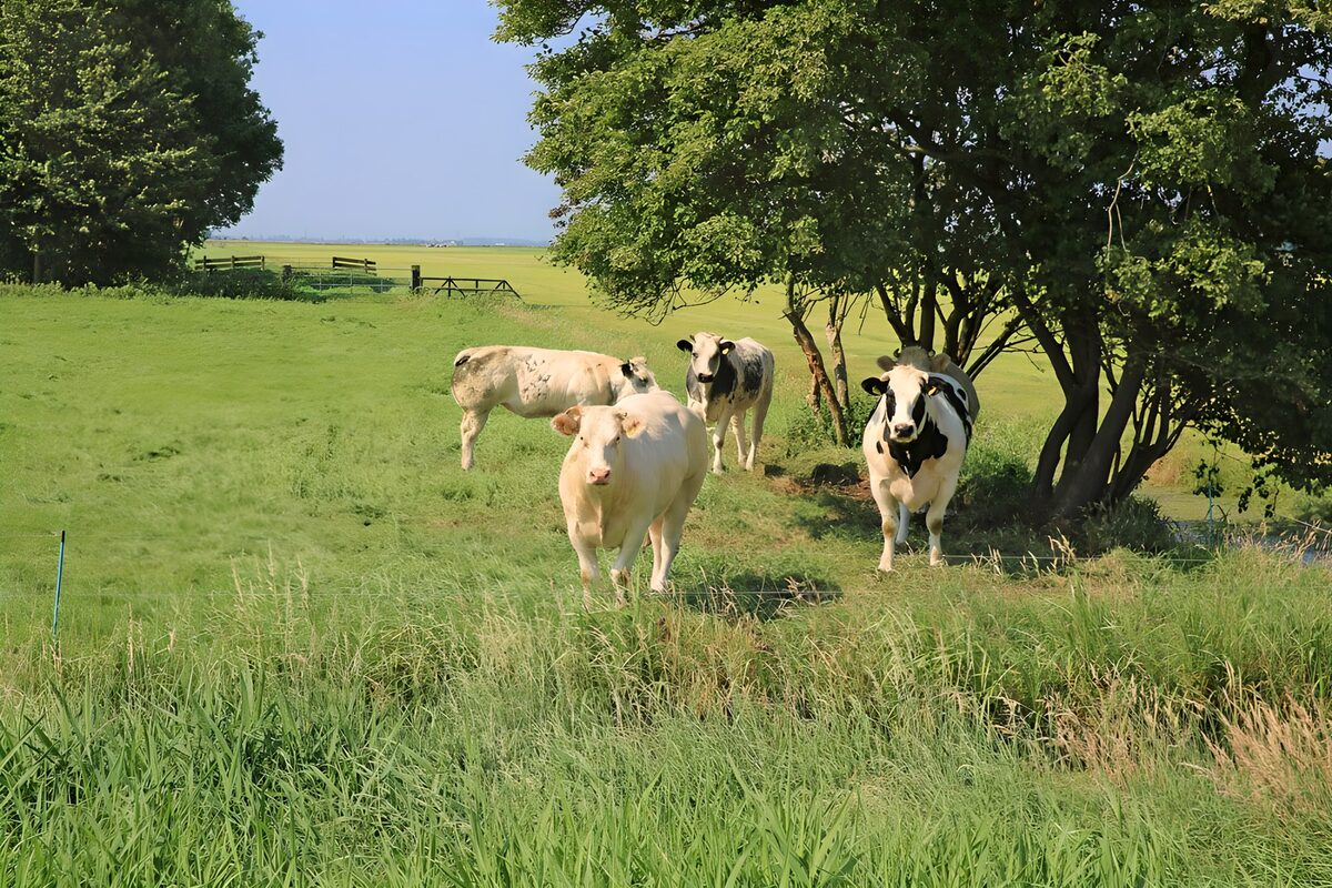 Vrolijke koeien in groene wei