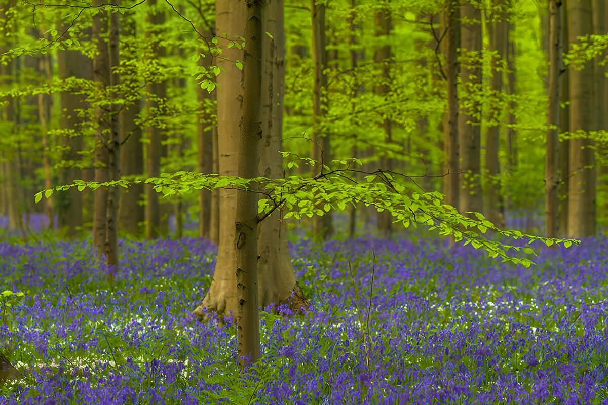 CW6641110: Prachtige Bosflora in Lente