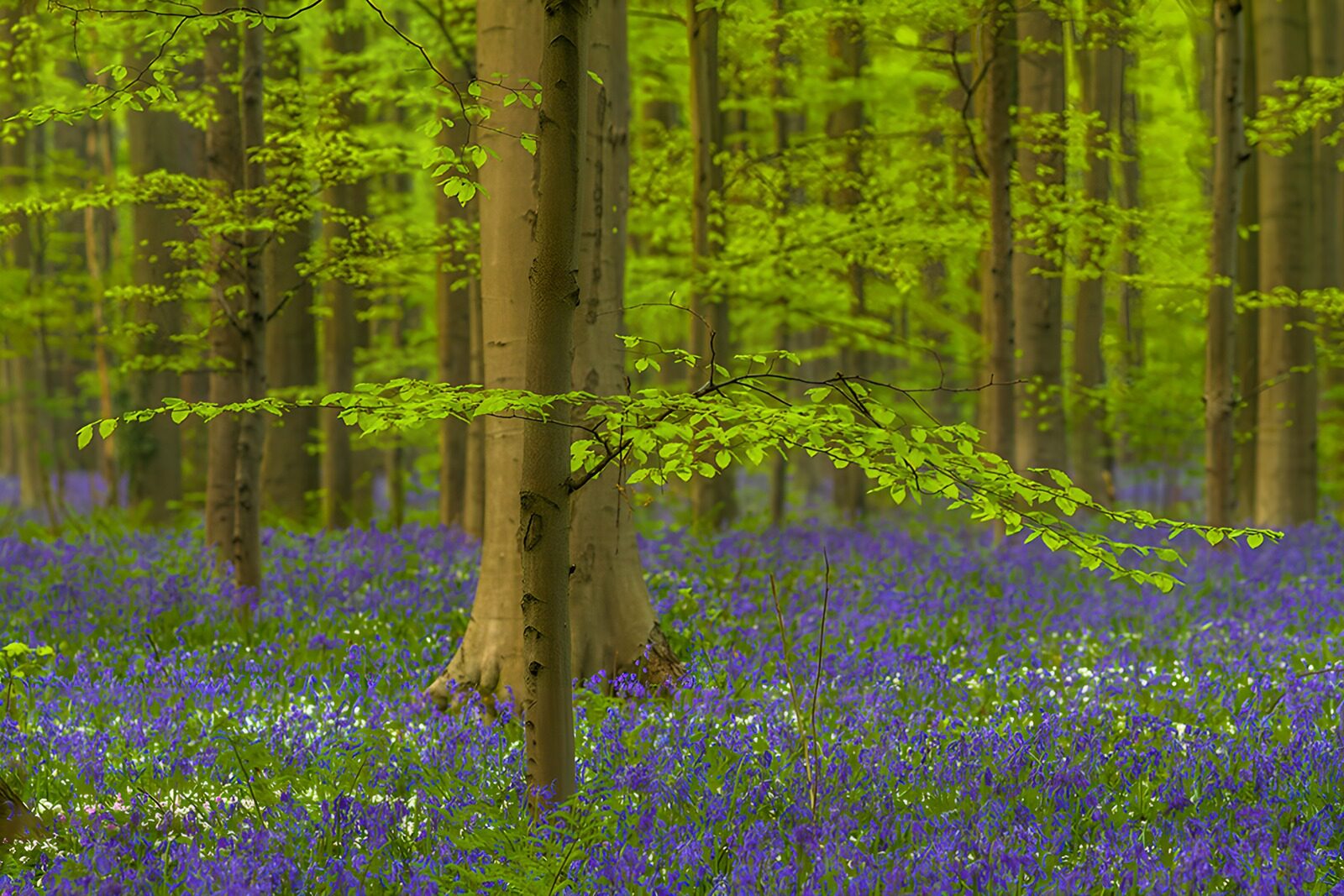CW6641110: Prachtige Bosflora in Lente