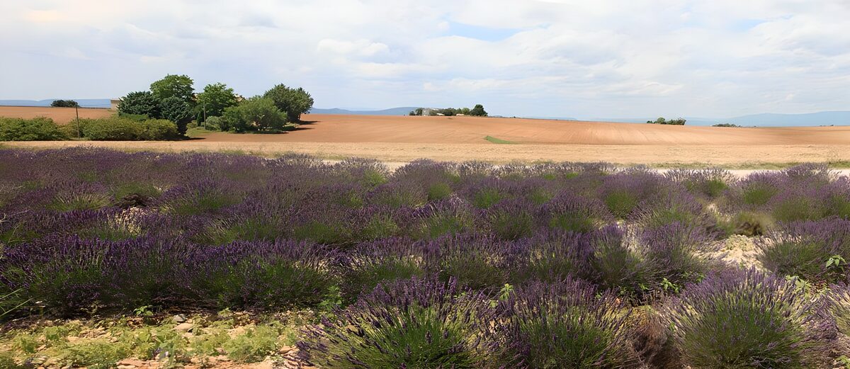 Prachtig Lavendelveld in de Zomer