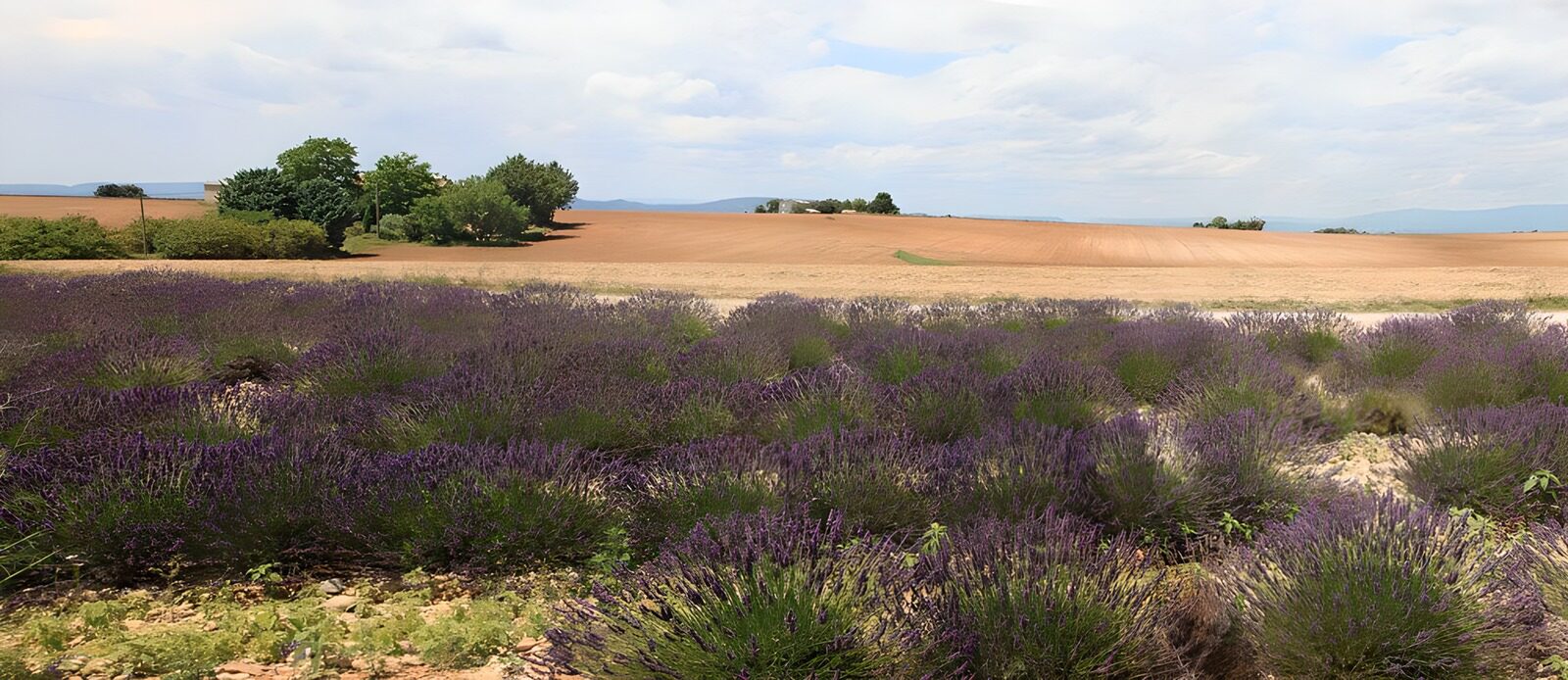 CW3292212: Prachtig Lavendelveld in de Zomer