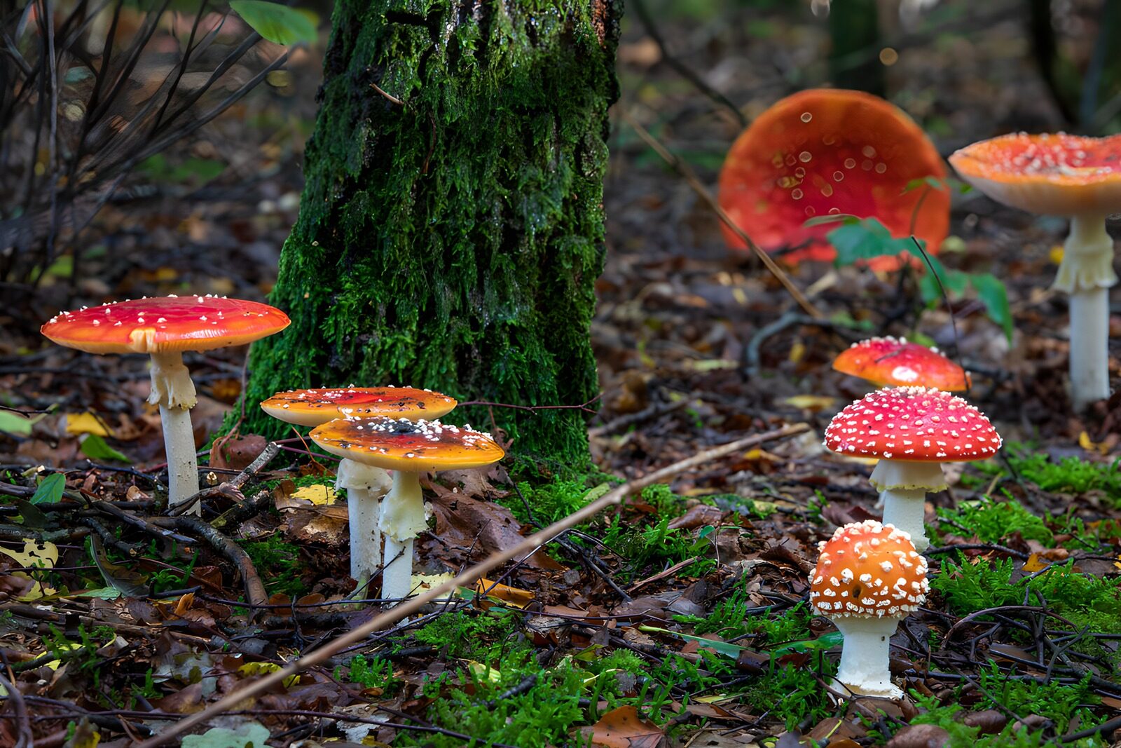 CW4203930: Kleurrijke paddenstoelen in het bos