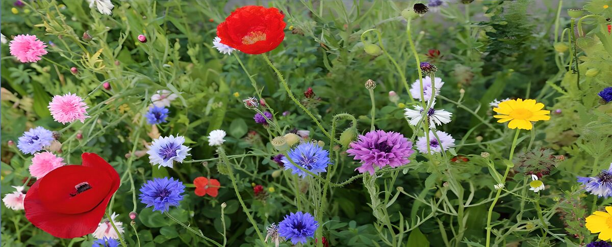 Kleurrijke wilde bloemenweide