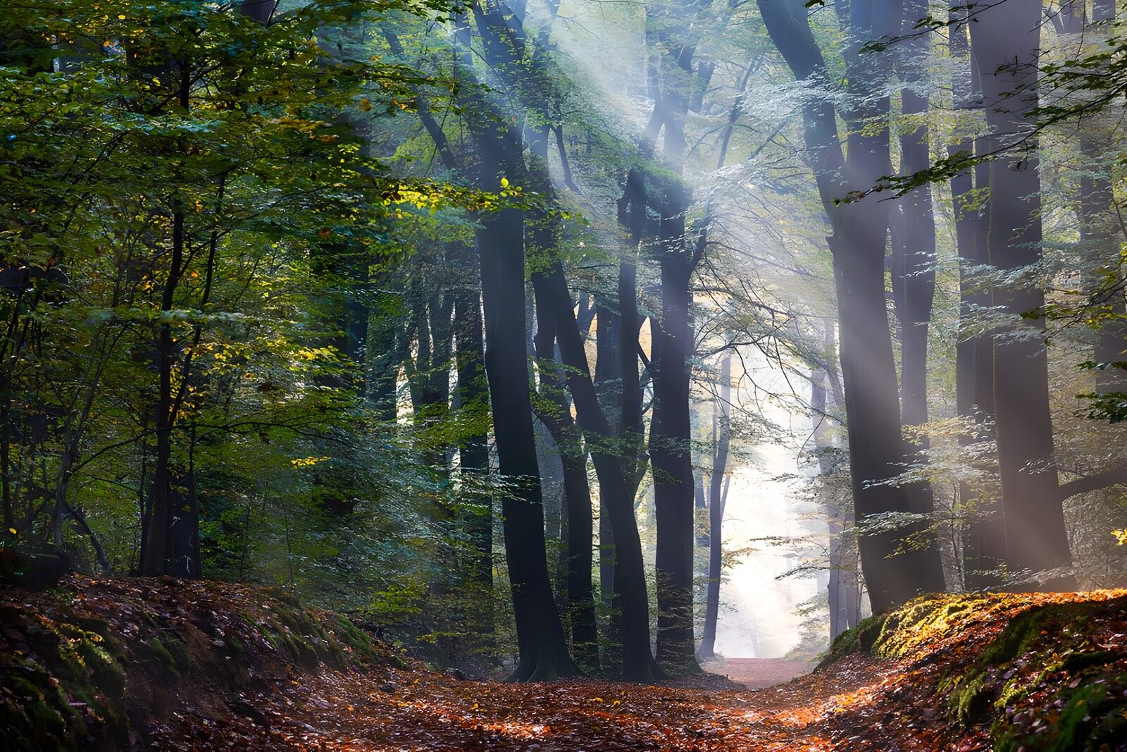 CW8596348: Magisch bos met sfeervolle verlichting