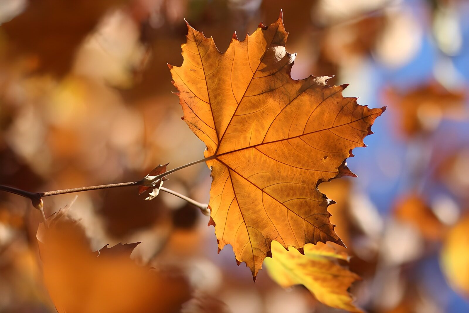 CW5977347: Een prachtige gouden herfstblad