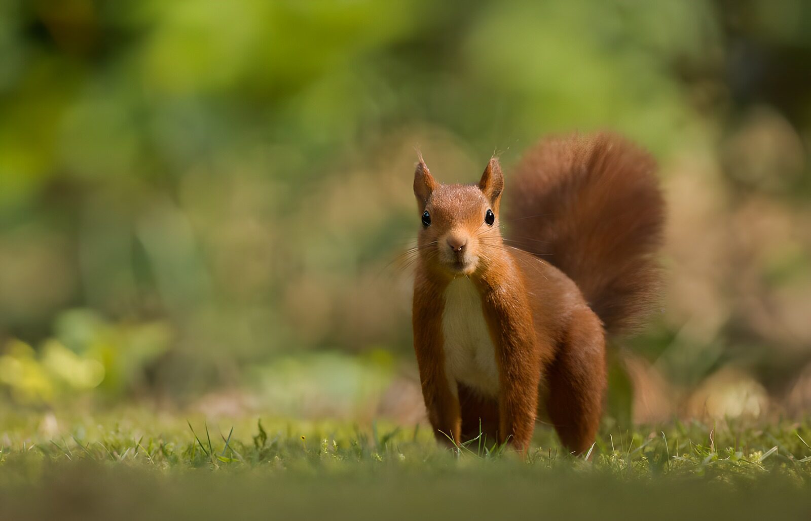 CW1029146: Schattig eekhoorntje in de natuur