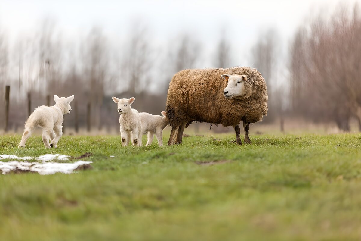 Overschot op het weiland met lammetjes