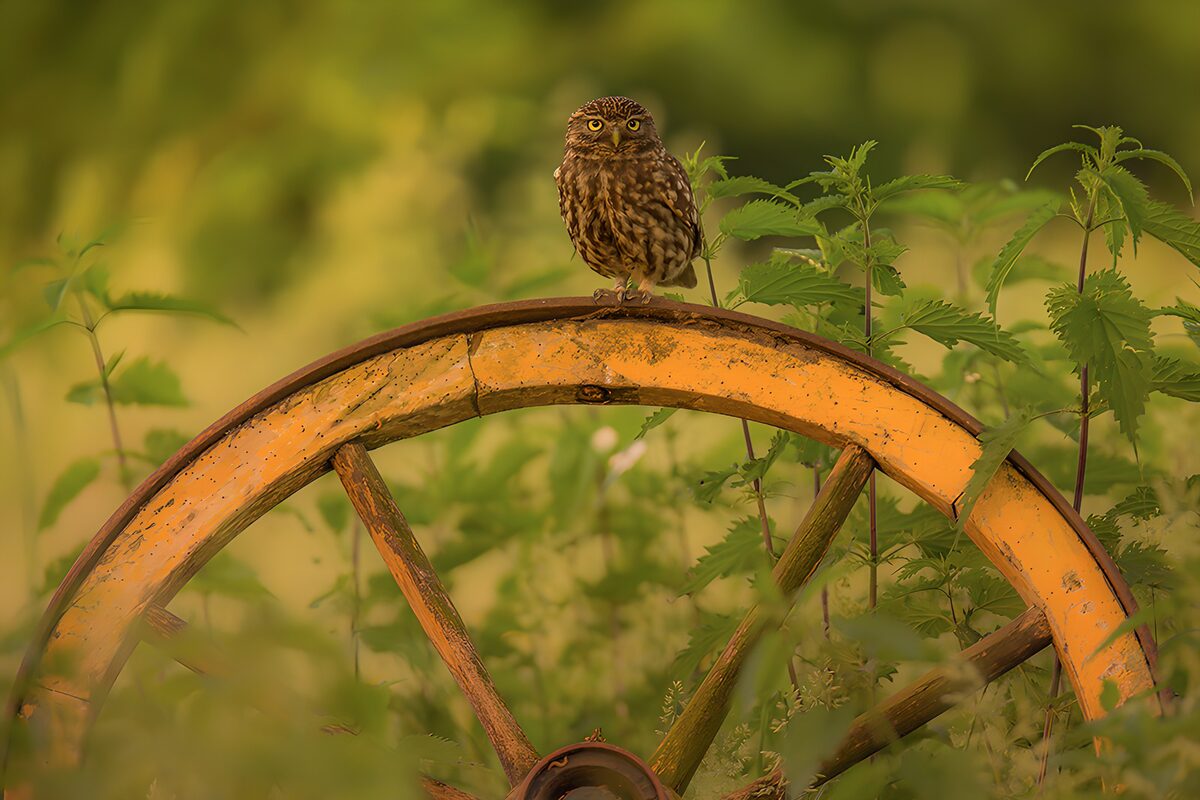 Uil op een verroest wiel in de natuur