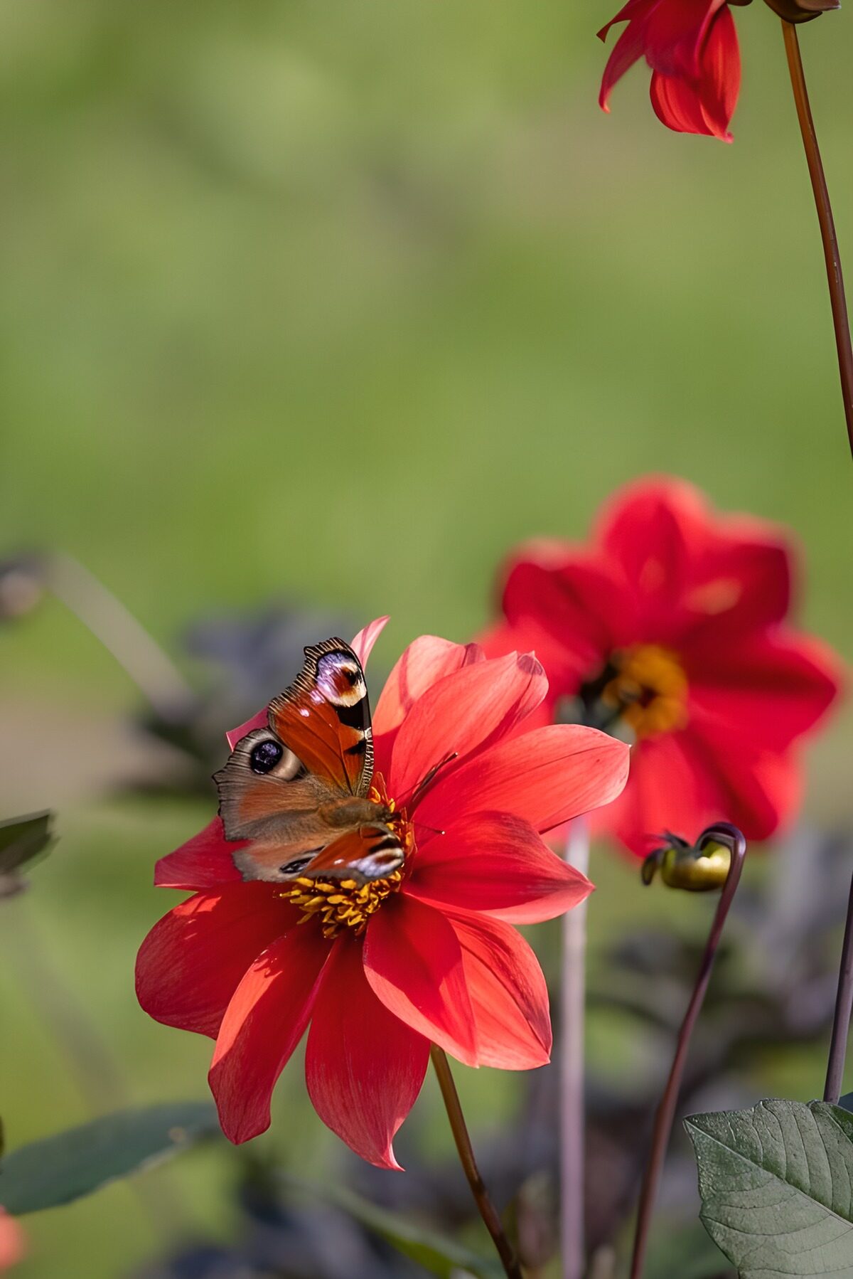 CW7011783: Vlinder op felgekleurde bloem