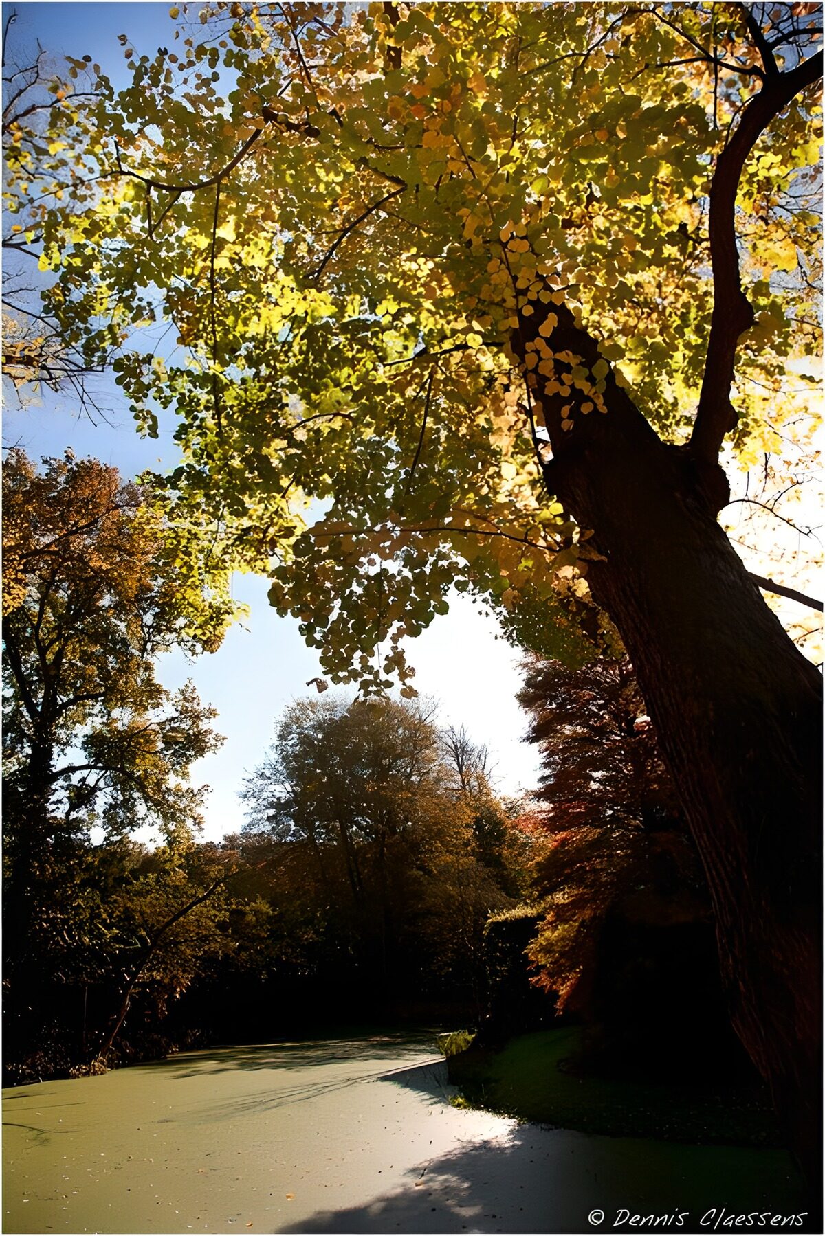 Herfstkleuren bij de vijver