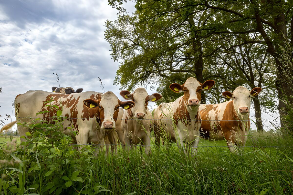 Vrolijke koeien in het groene gras