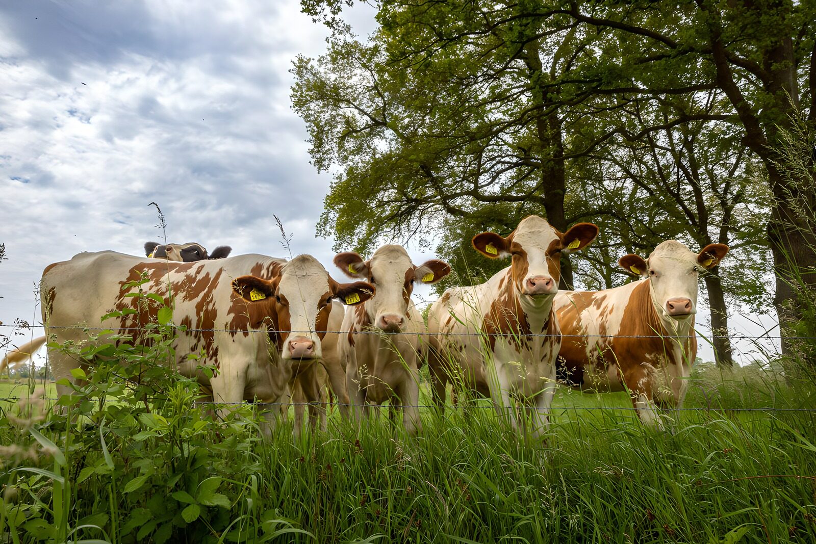 CW6158868: Vrolijke koeien in het groene gras
