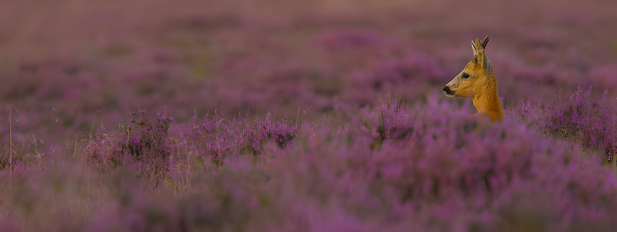 Ree tussen paarse heide