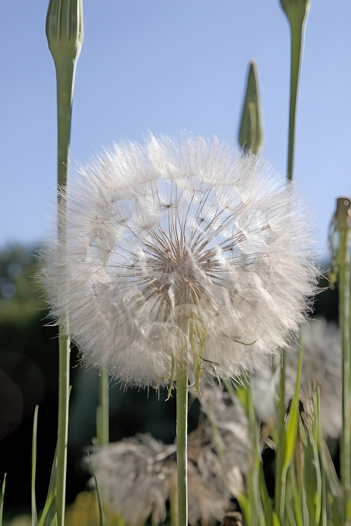 Pluizige Paardenbloem in de Lente