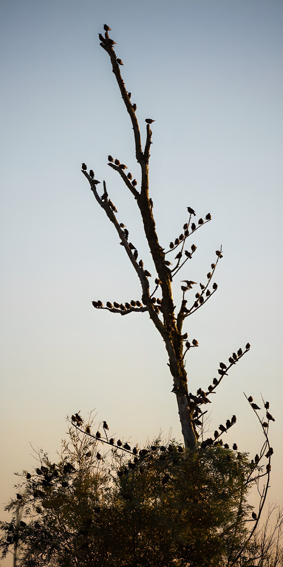 CW5266172: Vogels op een dode boom in de lucht