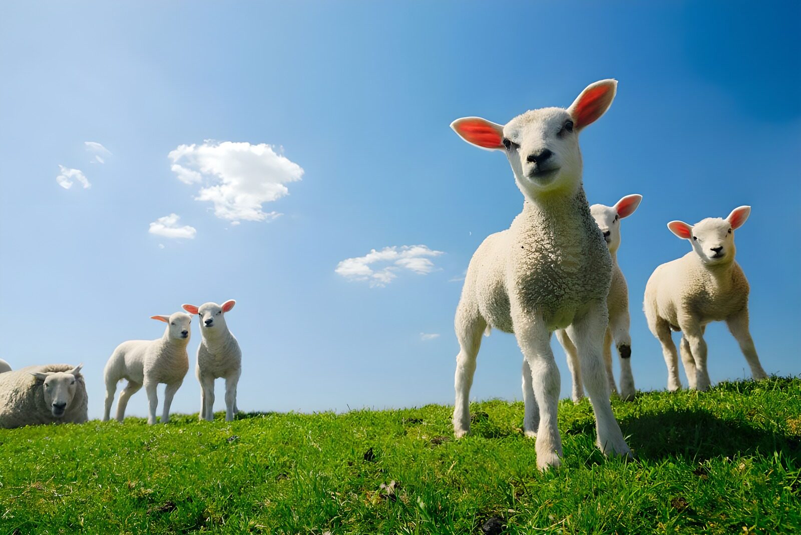 CW8236779: Schattige lammetjes op groene wei