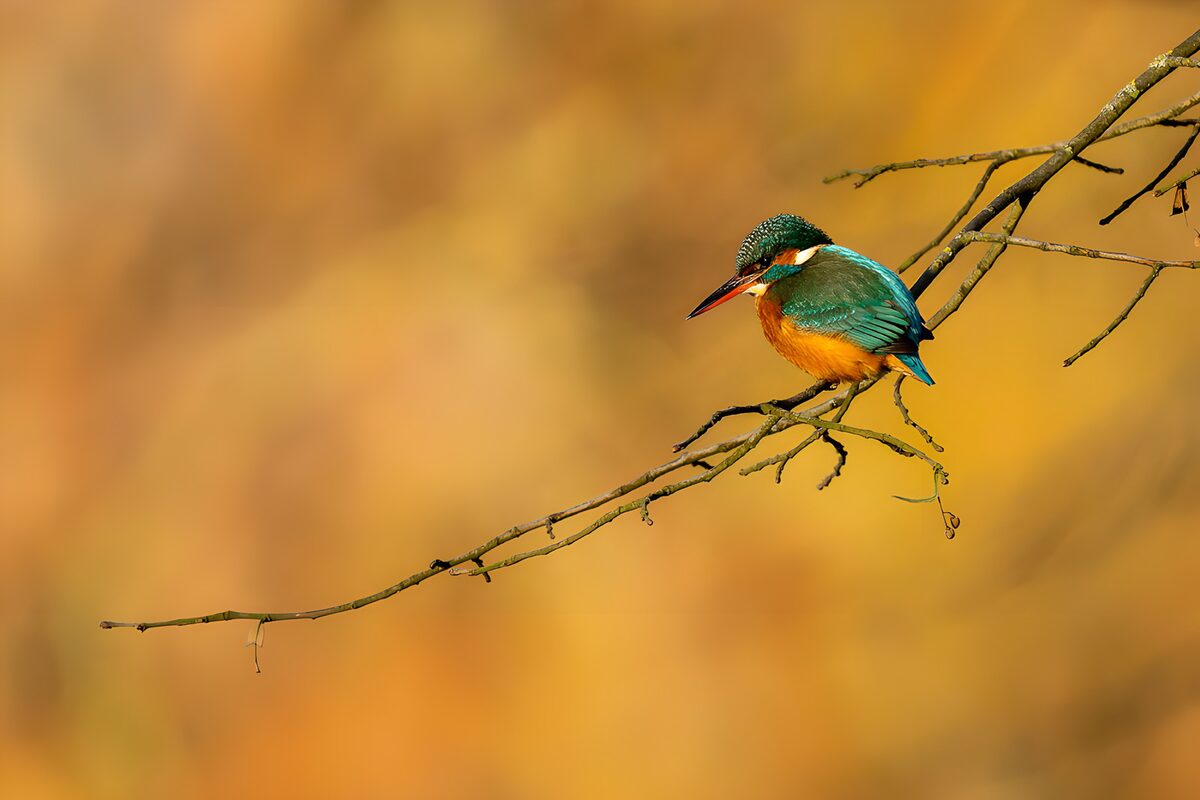 IJsvogel op tak in prachtige omgeving