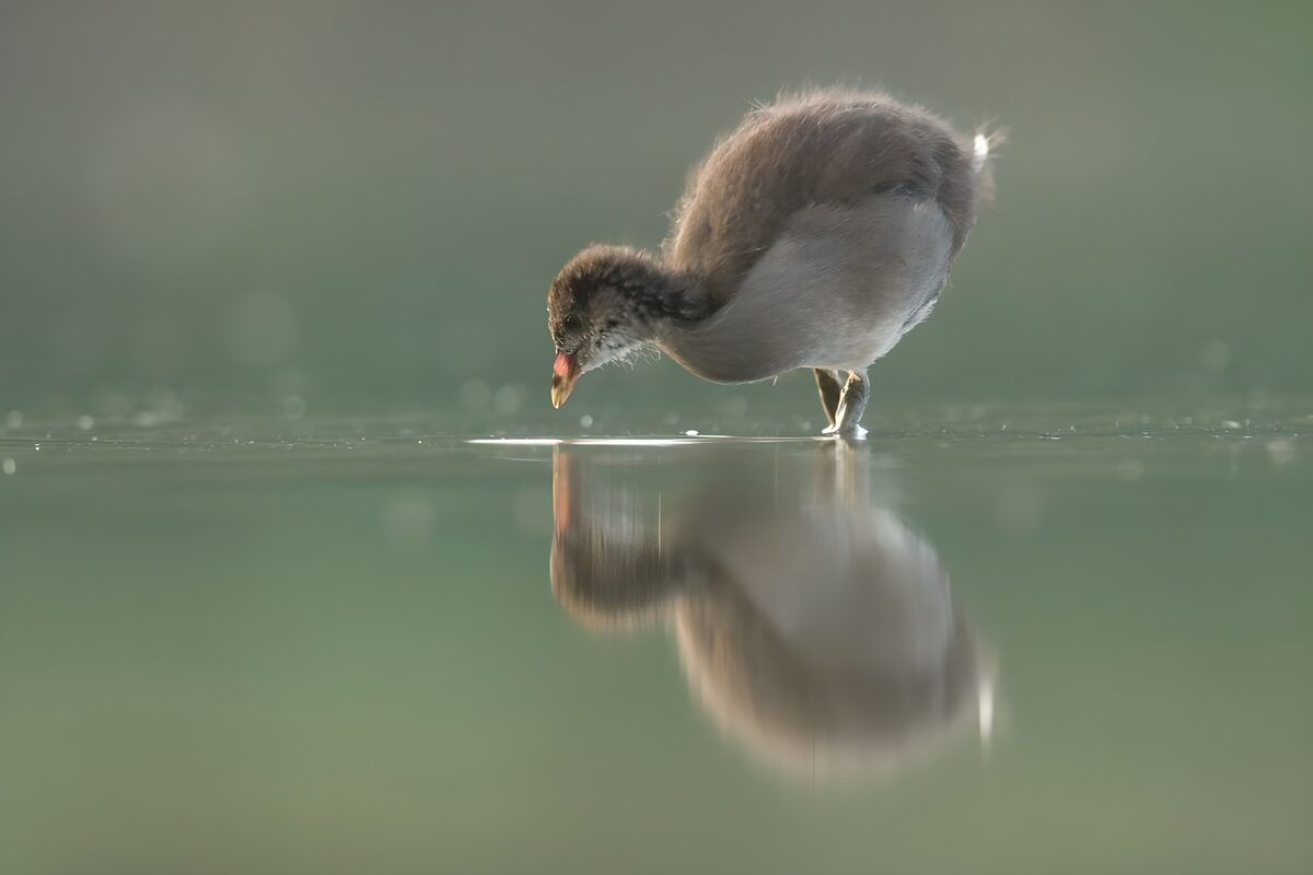 Jonge meerkoet aan de waterrand