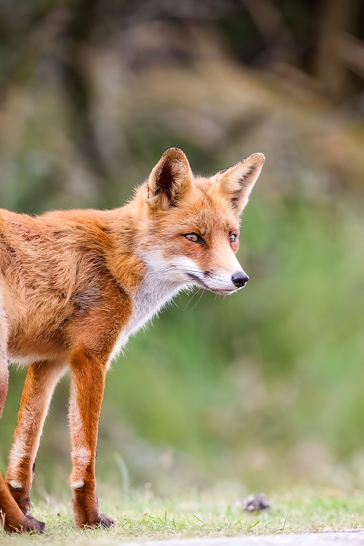 Slimme Vos in de Natuur