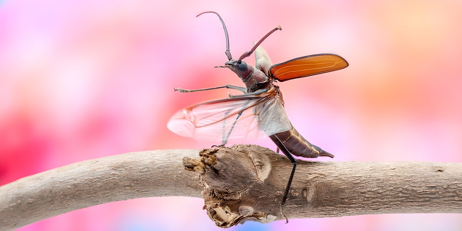 CW4532012: Kleurrijke insecten op een tak