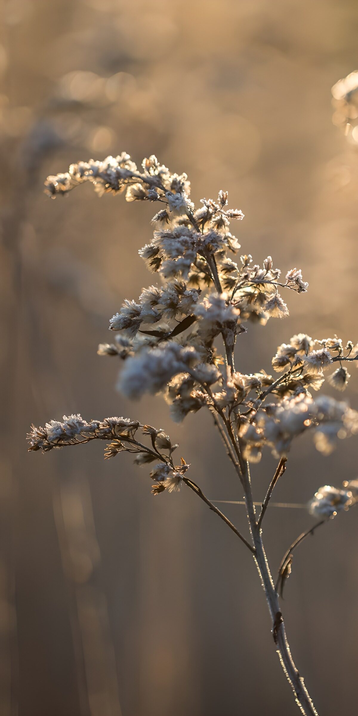 CW7164681: Frostige bloemen in de ochtendzon
