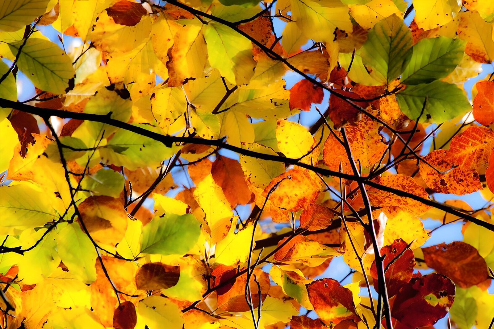 CW3486553: Kleurige Bladeren in de Herfst