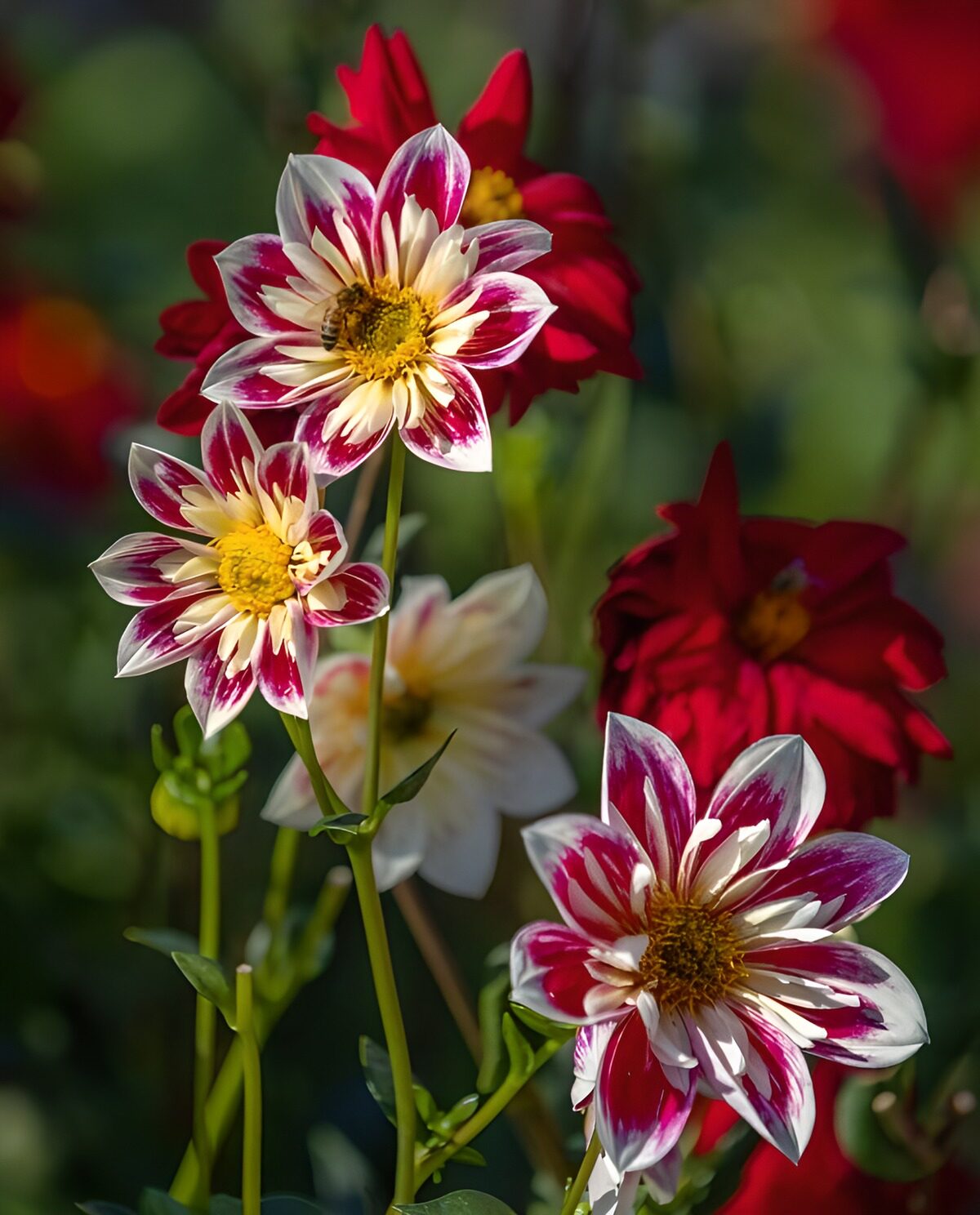 CW7166966: Prachtige dahlia's in volle bloei