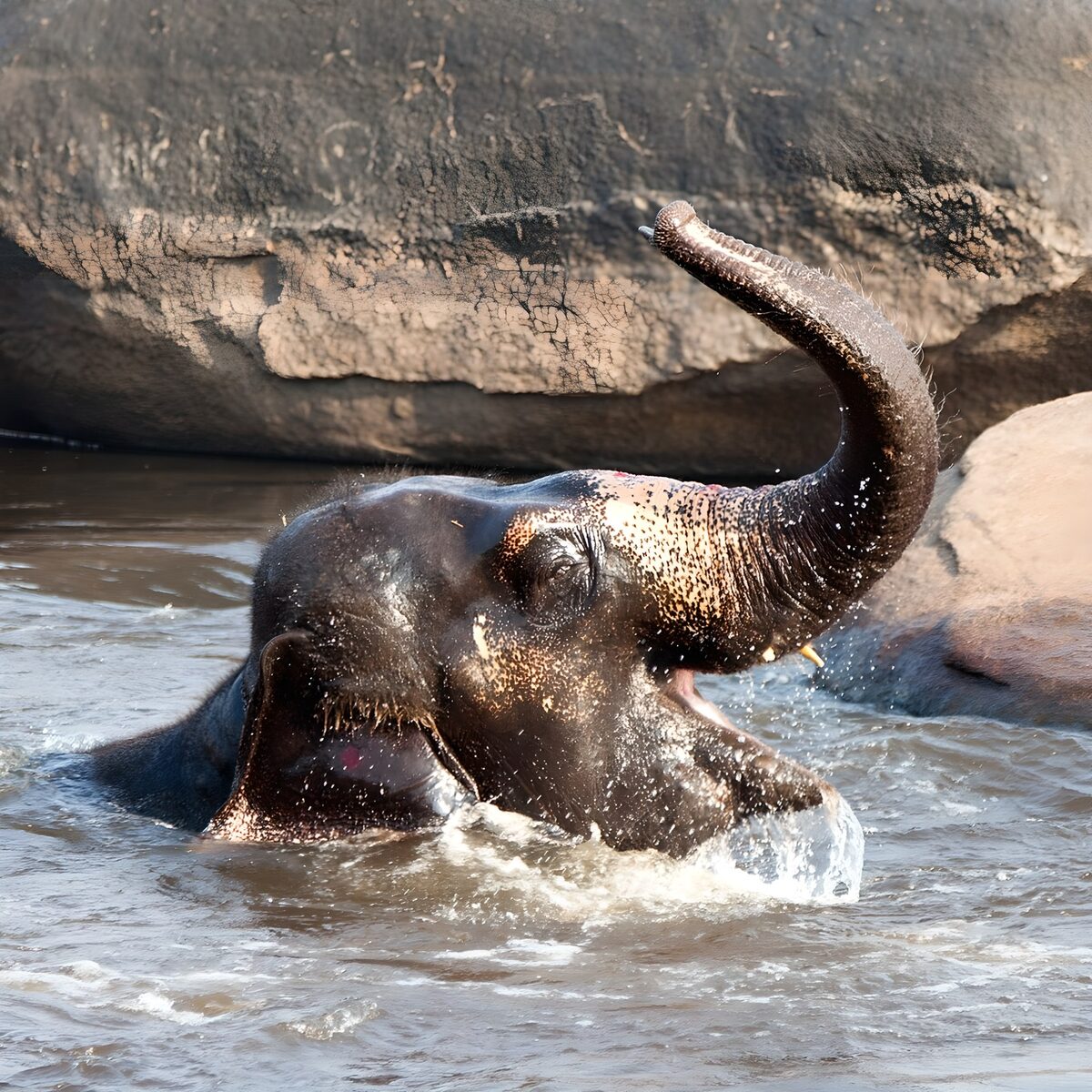 Verfrissende olifant in het water