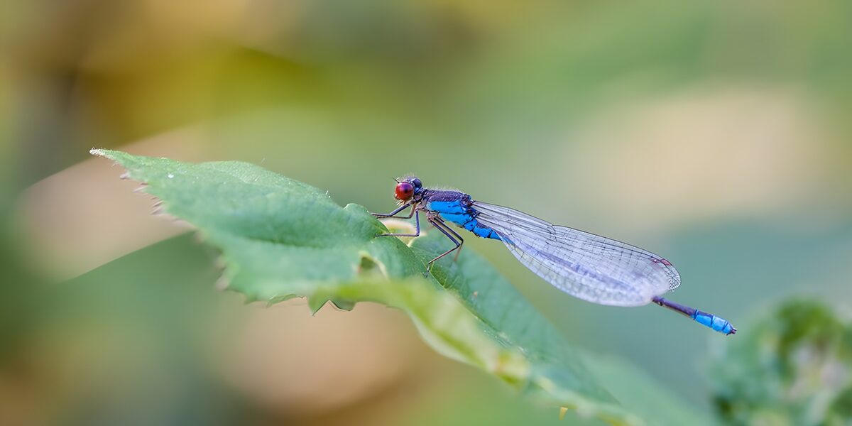 Schitterende blauwe libel op een blad
