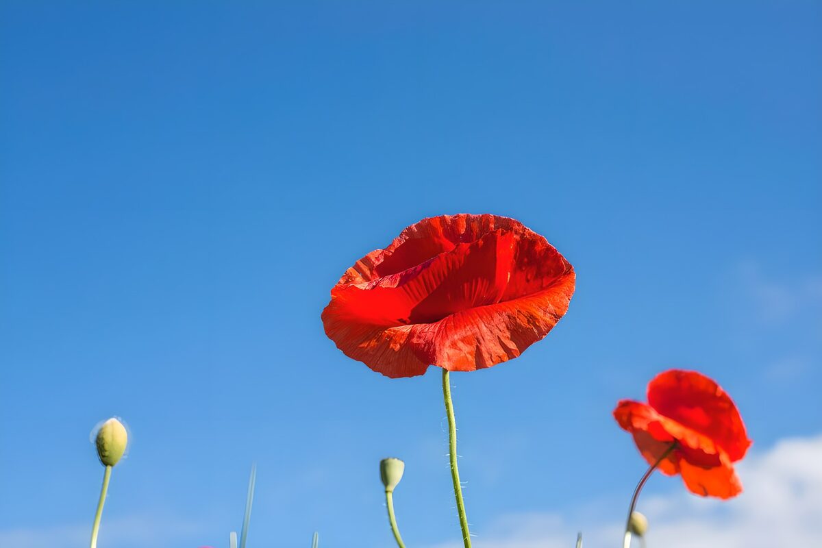 Schitterende rode klaproos in de zon