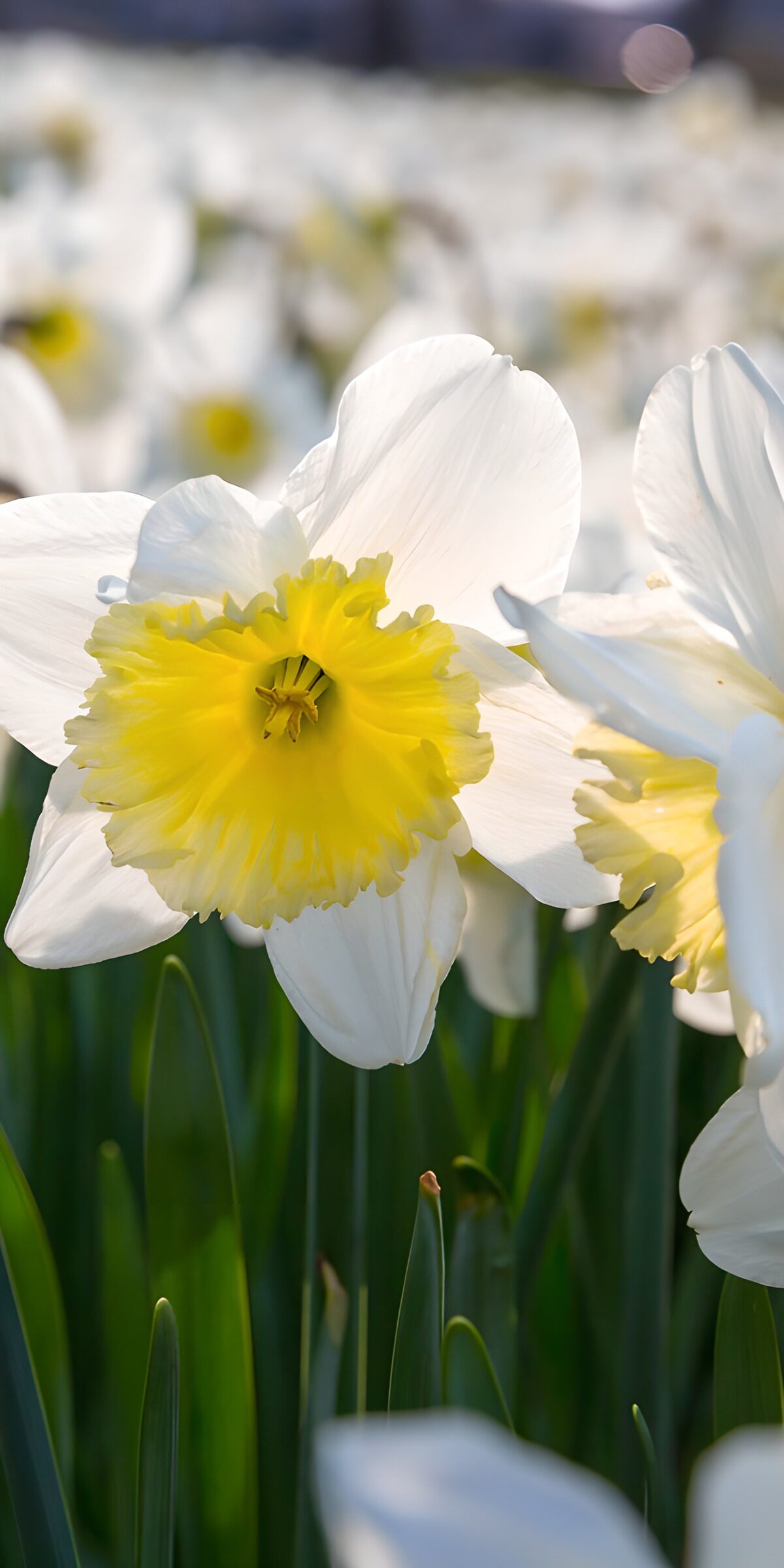 CW5474697: Stralende Narcissen in de Lente
