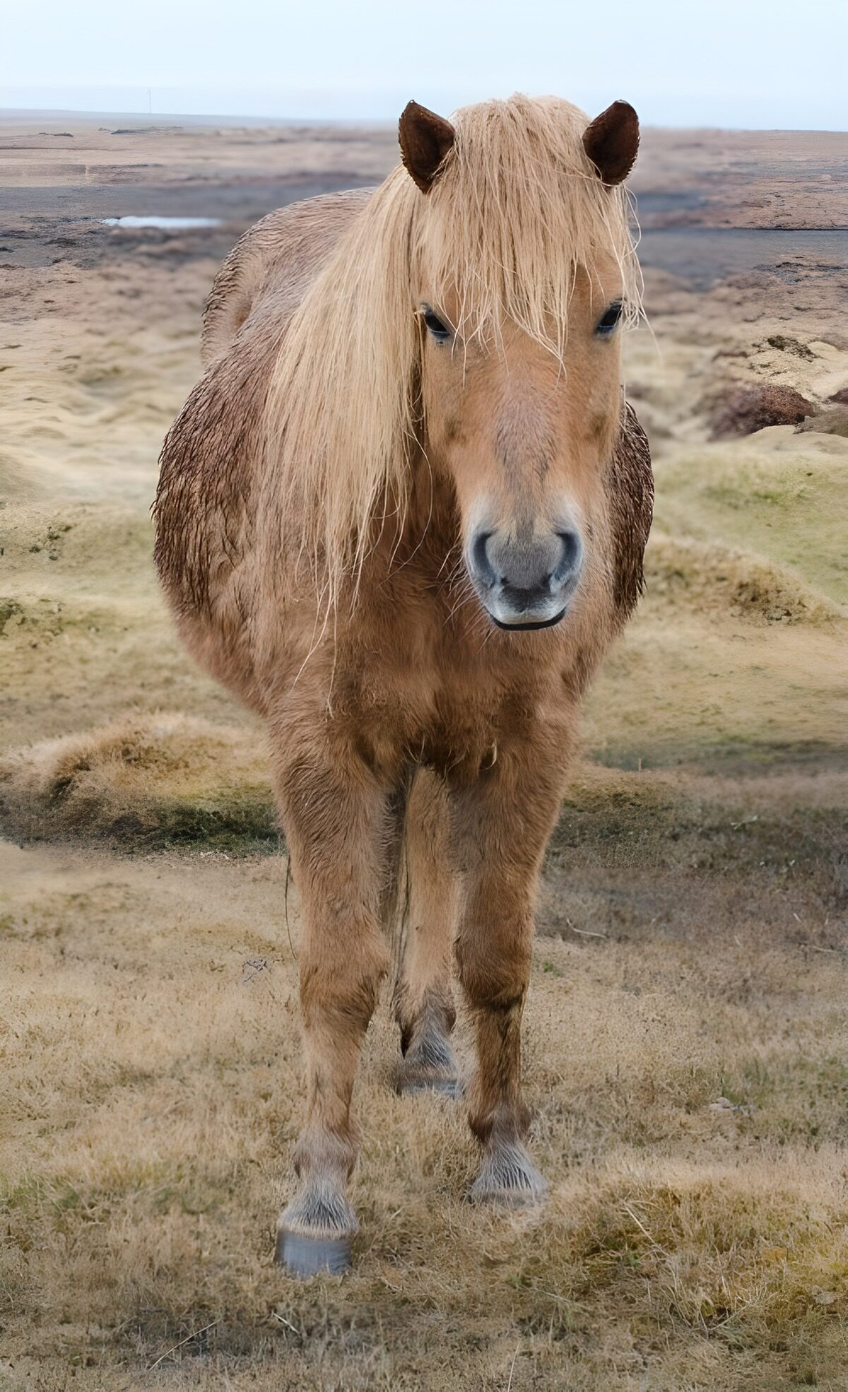 CW5587861: IJslands paard in het landschap