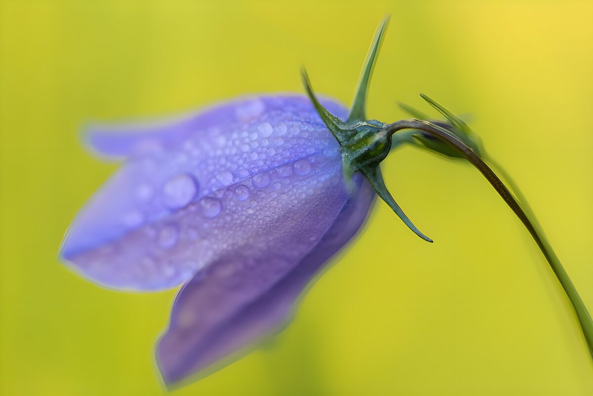 Prachtige blauwe bloem met dauwdruppels