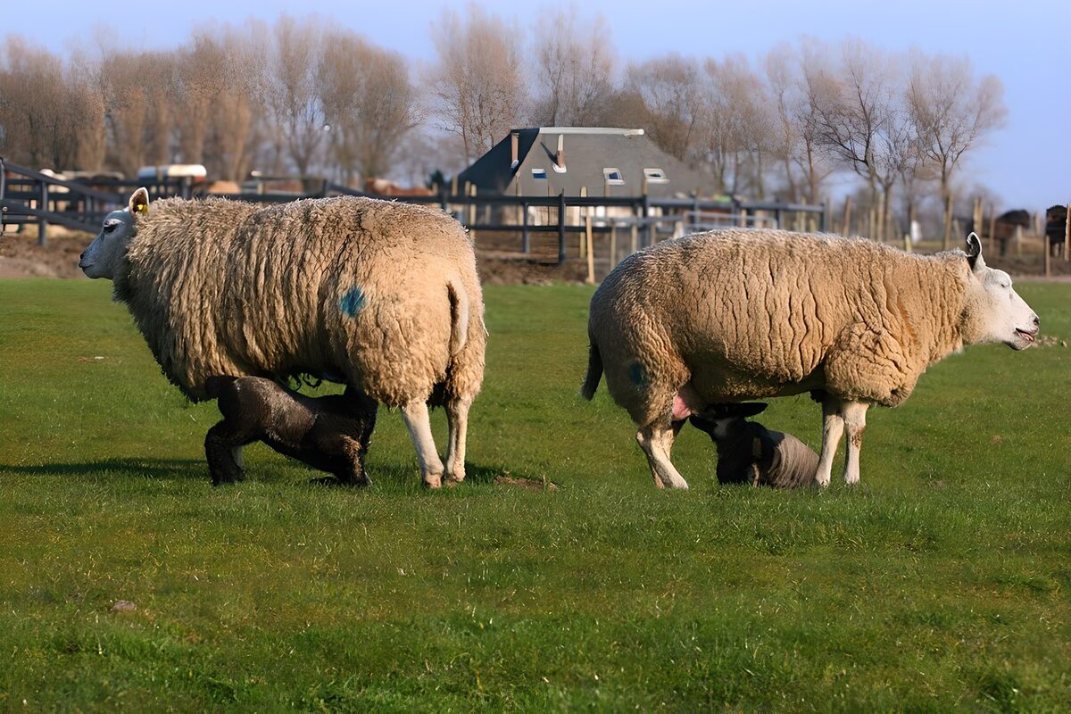 Schapen met lammetjes op het gras
