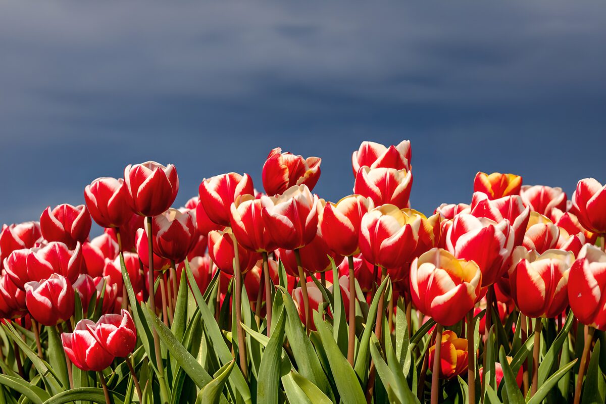 Kleurrijke tulpenvelden onder een donkere lucht