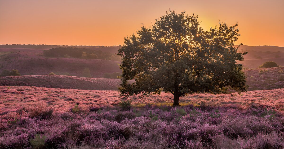 CW1184449: Prachtige heide bij zonsopgang