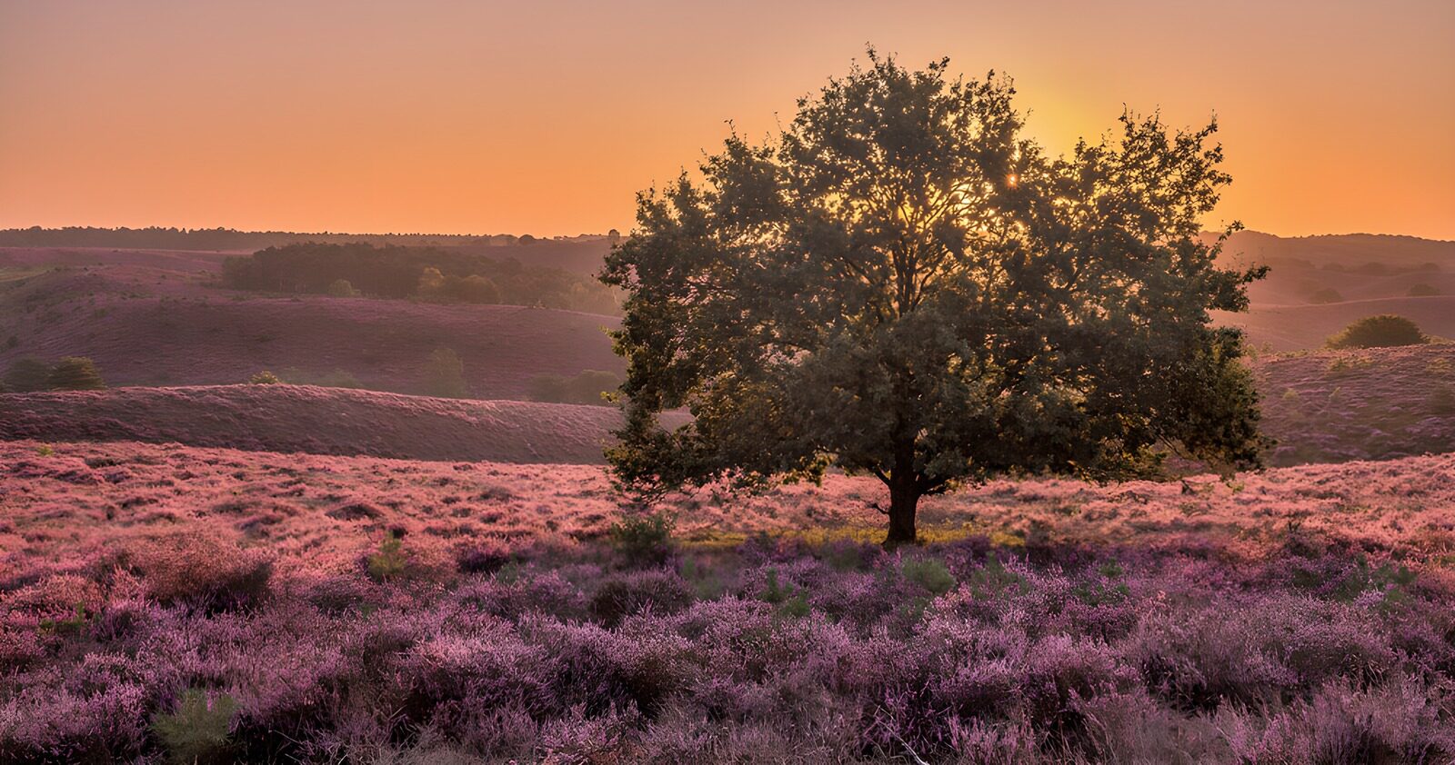 CW1184449: Prachtige heide bij zonsopgang