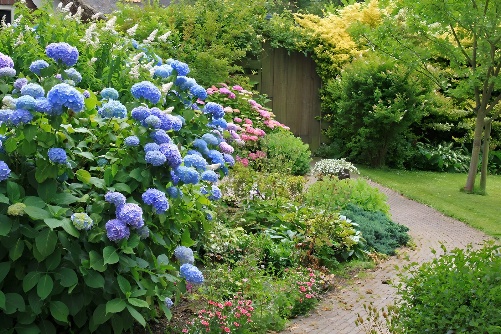 CW6761806: Prachtige hortensia's in een bloeiende tuin