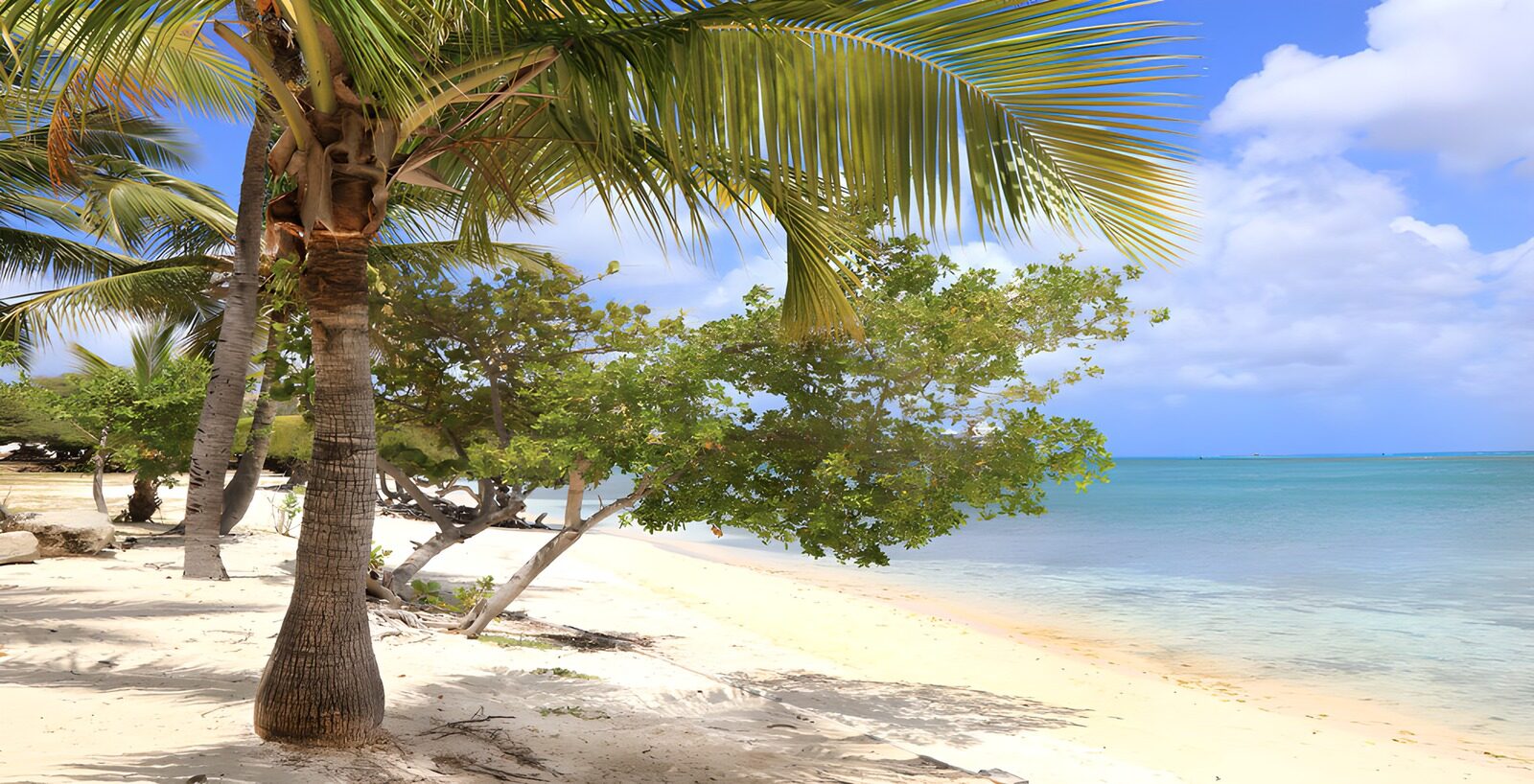 CW9917645: Tropisch Strand met Palmbomen