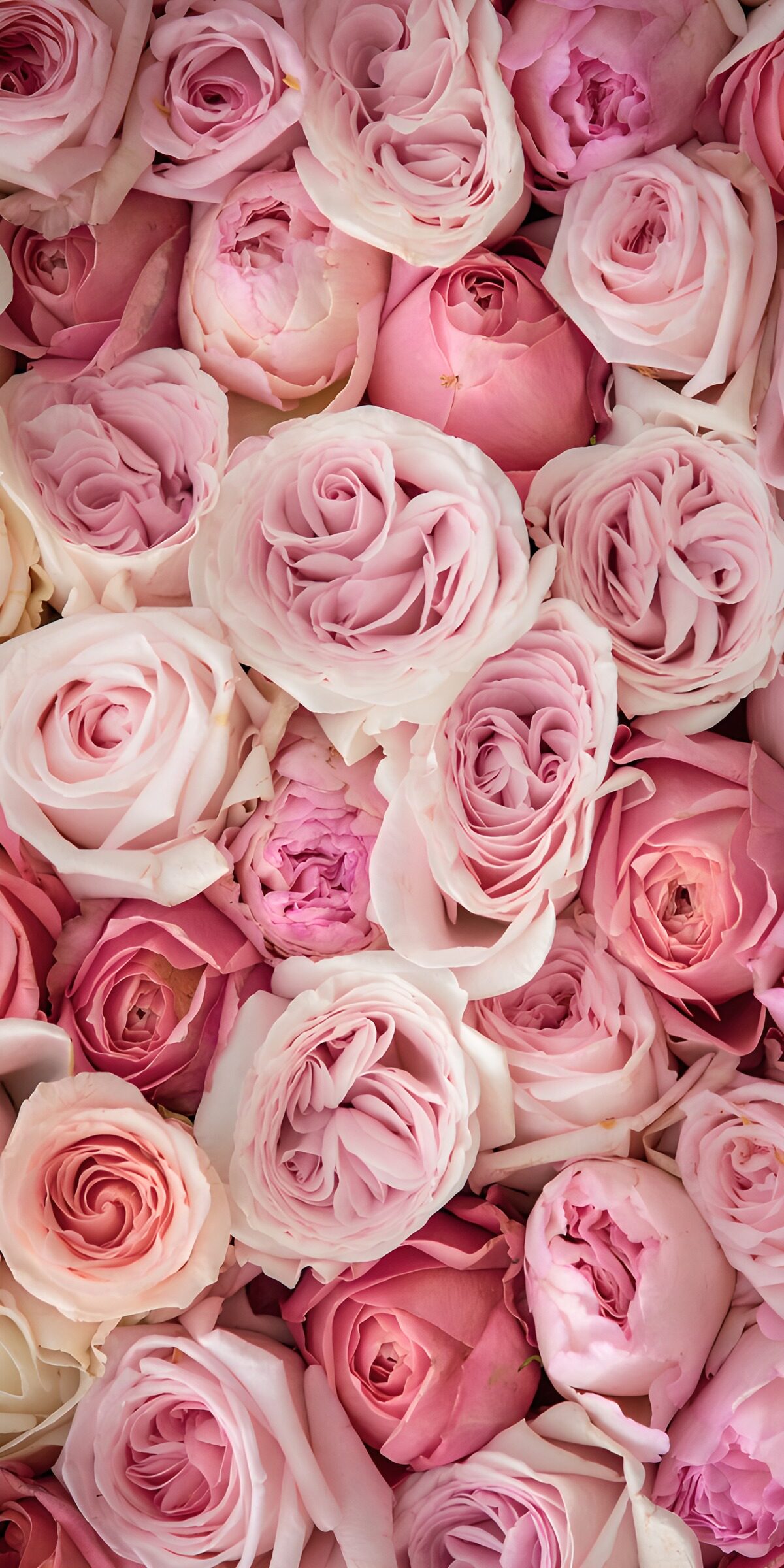 CW4330508: Een zee van roze rozen