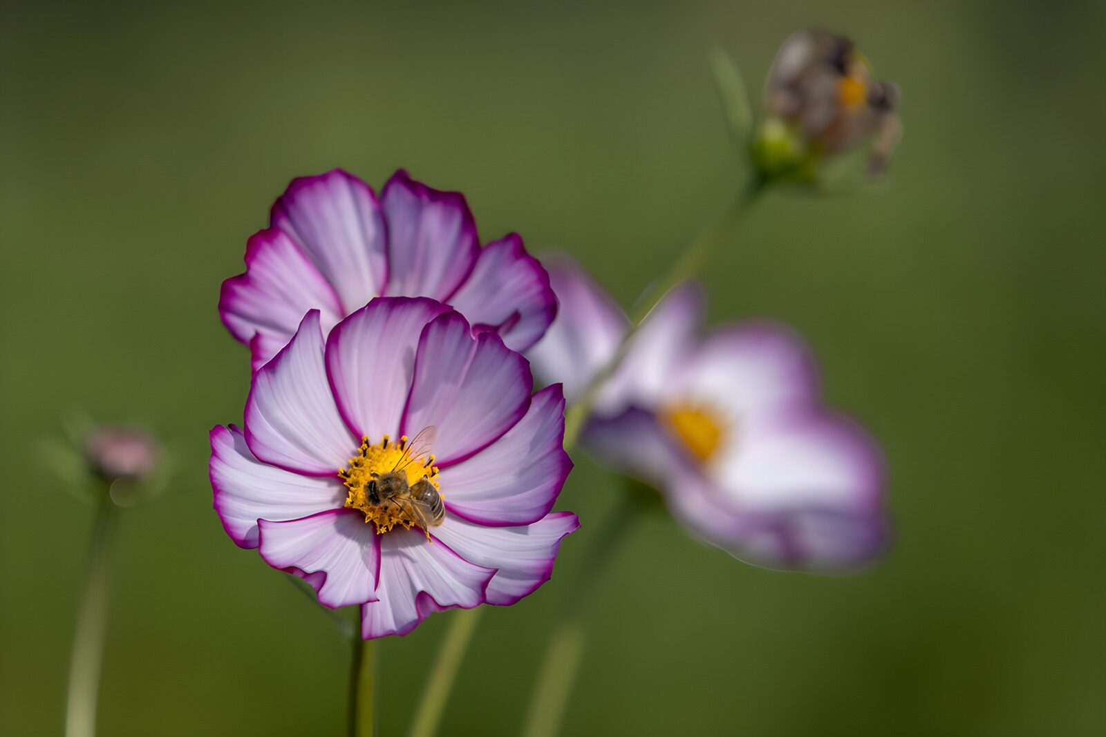 CW3337957: Bij op paarse bloemen