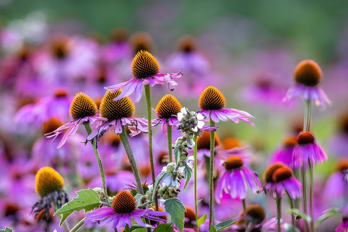 Kleurrijke zomerse bloemenweide