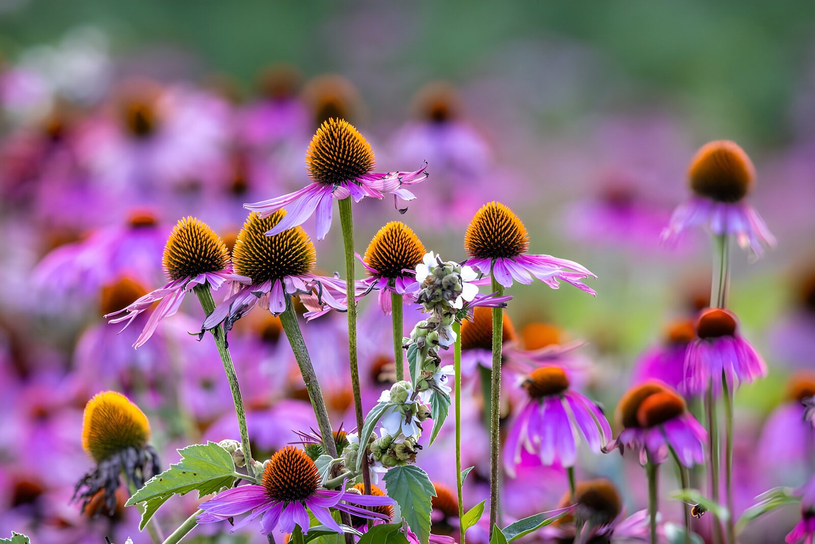 CW2031283: Kleurrijke zomerse bloemenweide