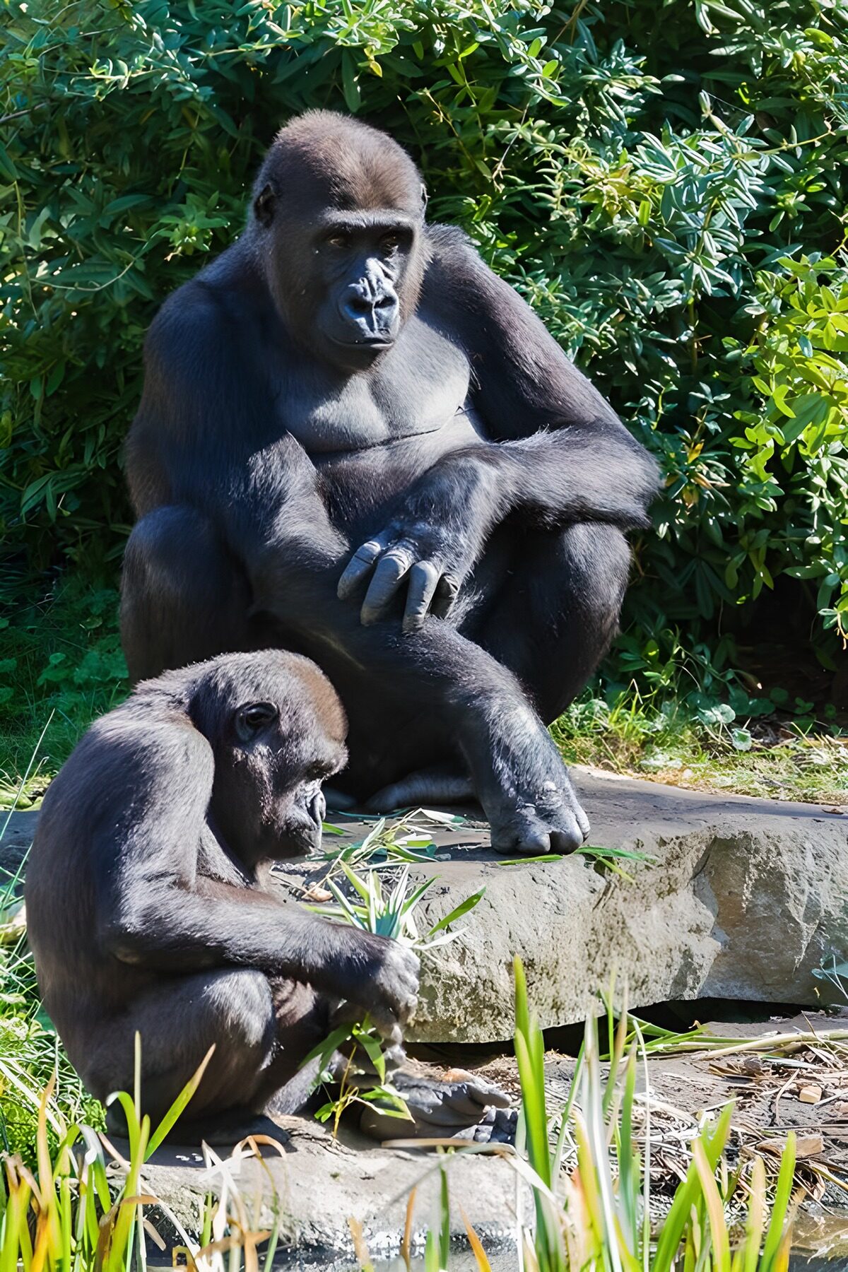 Moeder en jong gorilla in de natuur